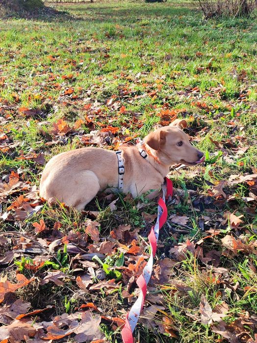 Biedna mała sunia do adopcji