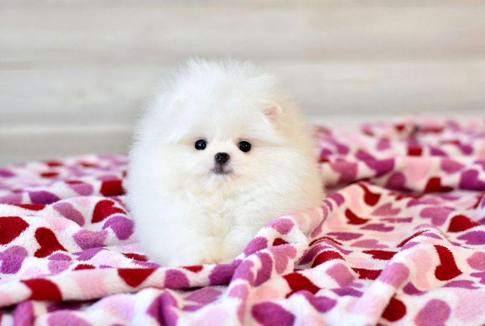 Шикарнейшая мини девочка померанский шпиц белого окраса в типе мишка!