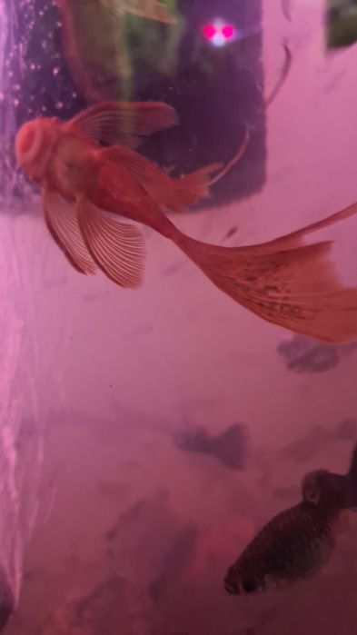 Młoda samiczka  zbrojnika weloniastego red