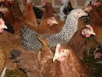 Kury NIOSKI Rossa messa Leghorn dominant i inne z własnej hodowli !