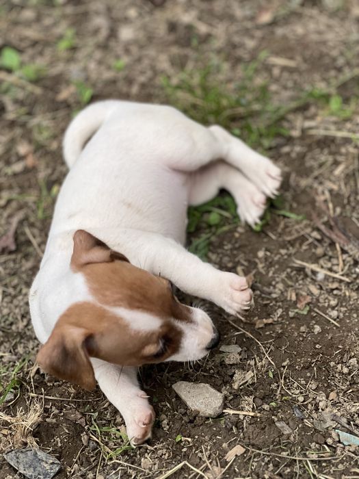 Дівчатка та хлопчики джеки . Біколор. Триколор.