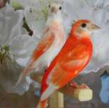 Cardinalitos da venezuela