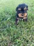 Yorkshire terrier mini sunia i samoec z rodowodem