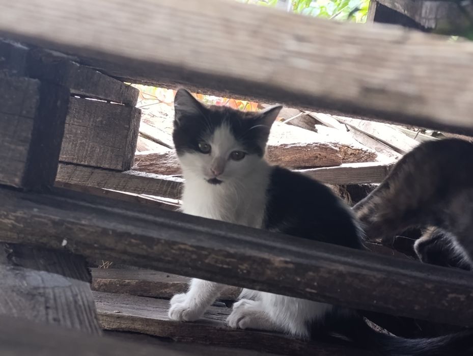 Віддам маленьких кошенят в хороші люблячі руки