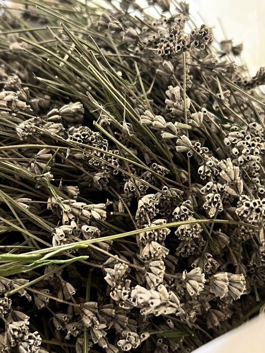 Семена английской лаванды