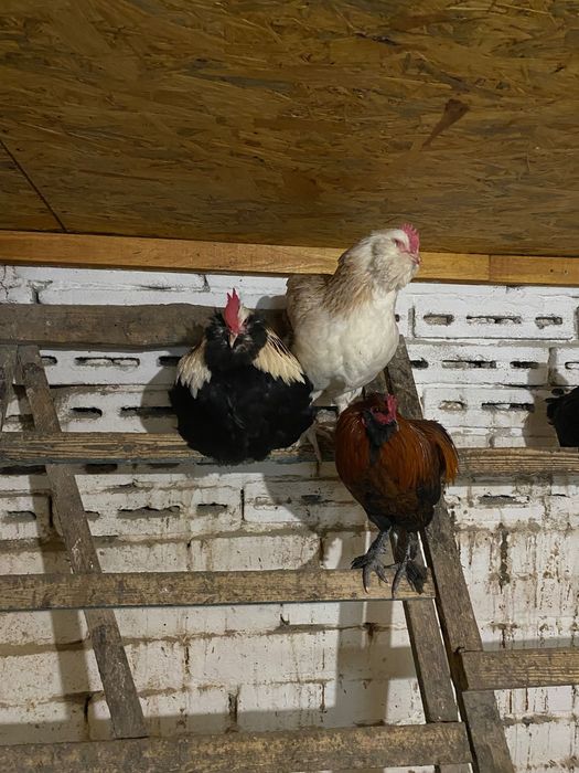 Півні Фавероль (також Маран, Амераукана, чубаті, бородаті, декор)