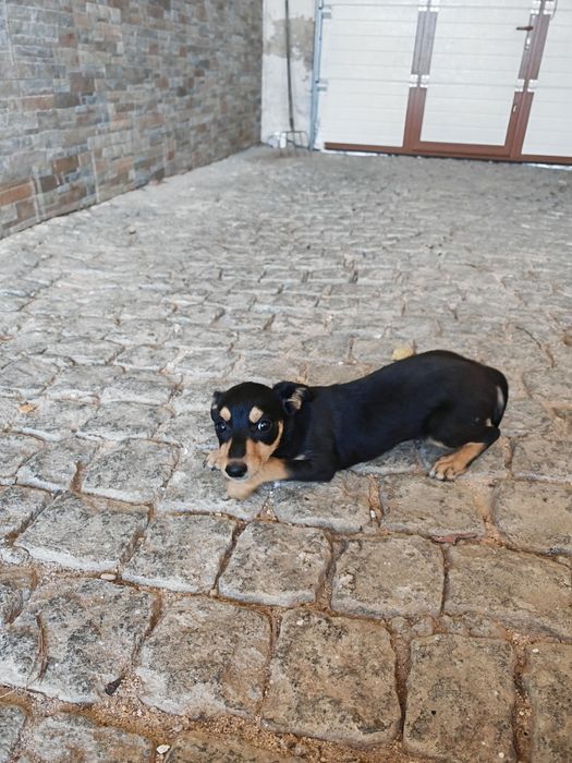 Adopção Cadelinha