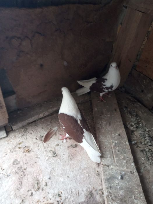 Gołębie orliki -boki