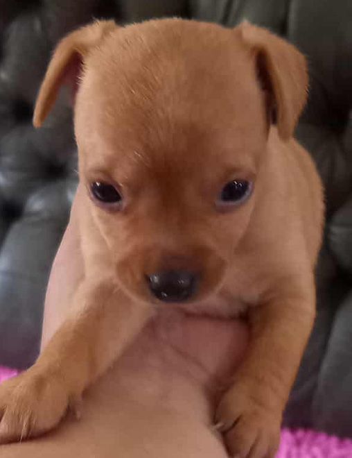 Pinscher femea mini top