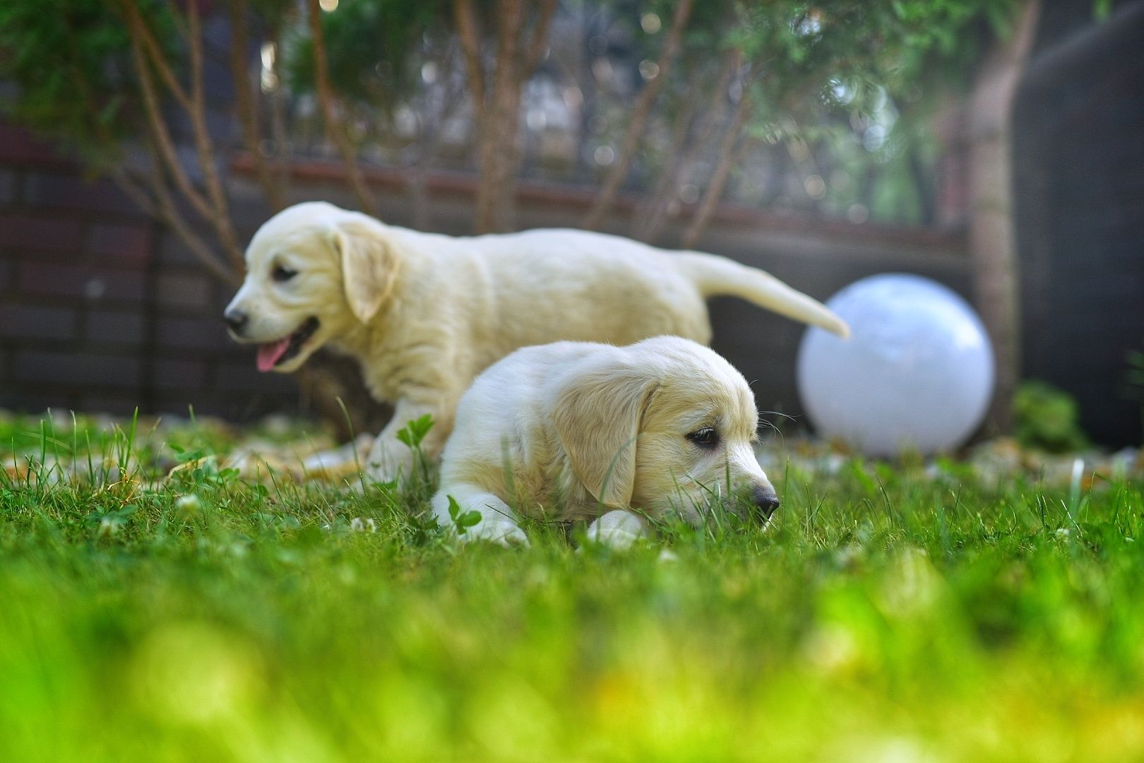 Golden retriever szczenięta ZKwP FCI