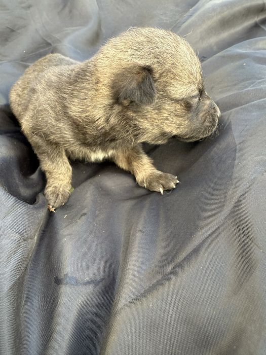 Відамо в добрі руки