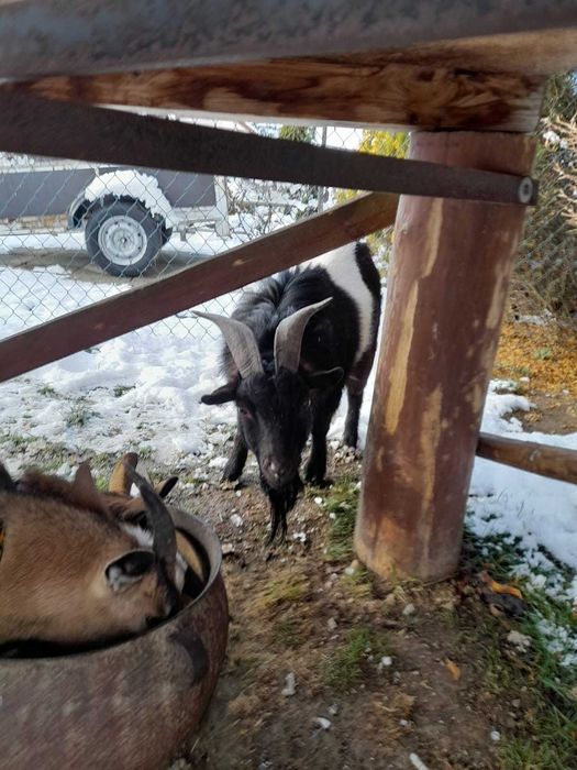 Kozioł miniaturowy wiek 3,5 roku