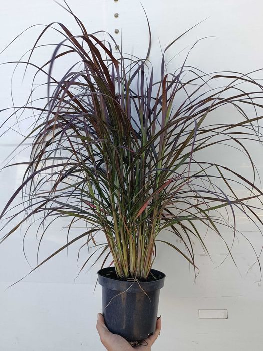 Rozplenica   Japońska ‘Rubrum’ don, 3l