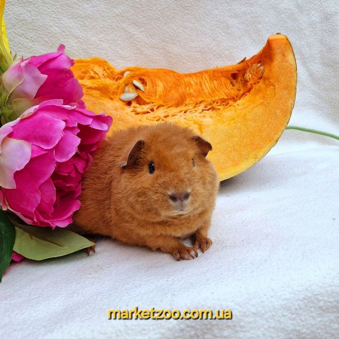 Шикарна яскрава дівчинка тедді,морская,морська свинка,морские,морські