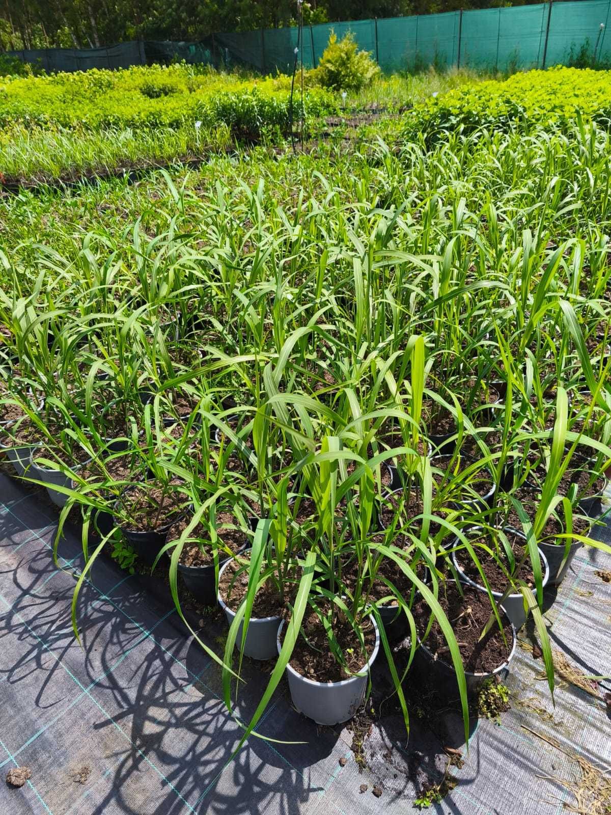 Miskant chiński 'Memory' Miscanthus sinensis C3