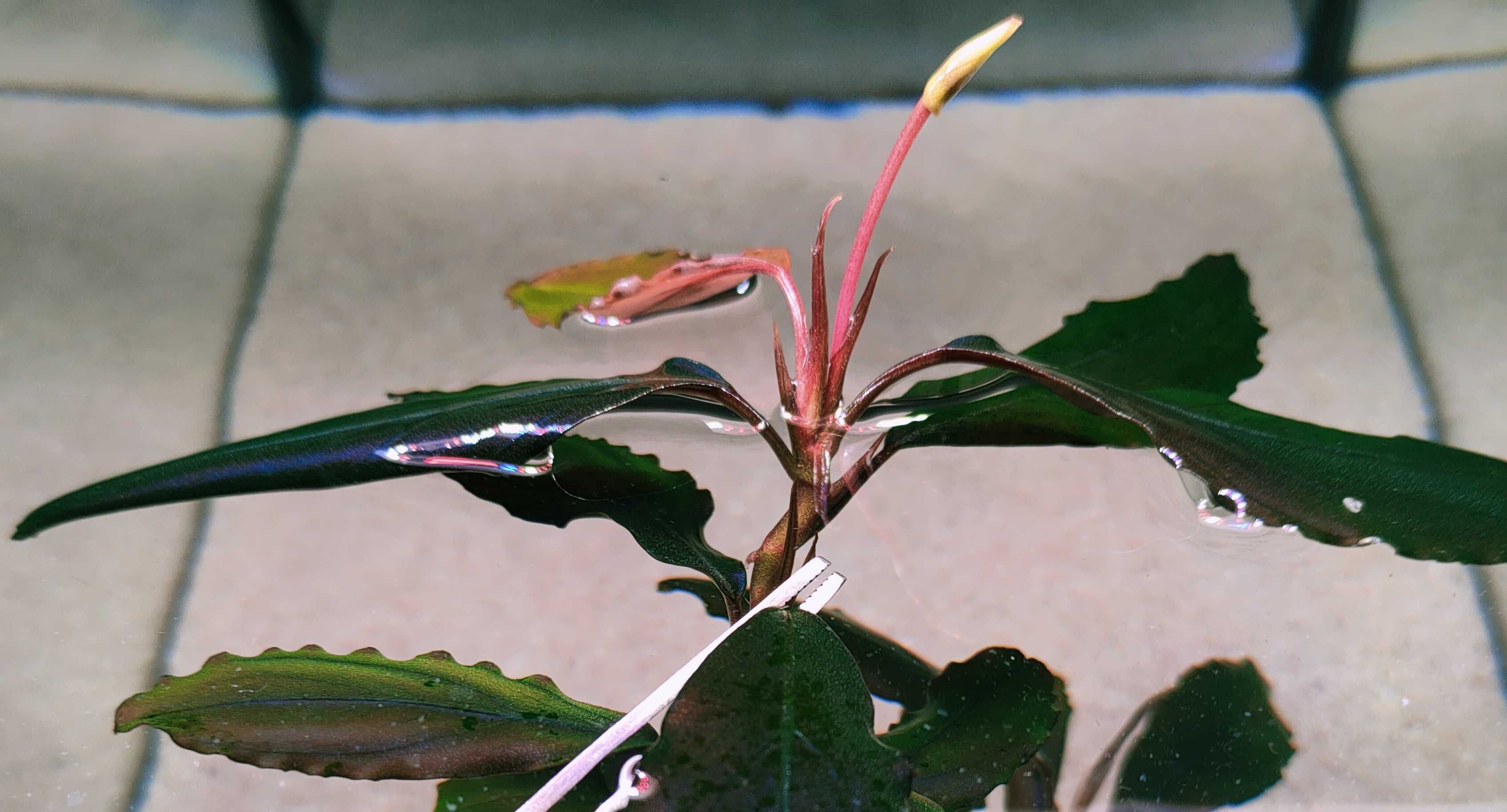 Bucephalandra Red Cerberus Rarytas