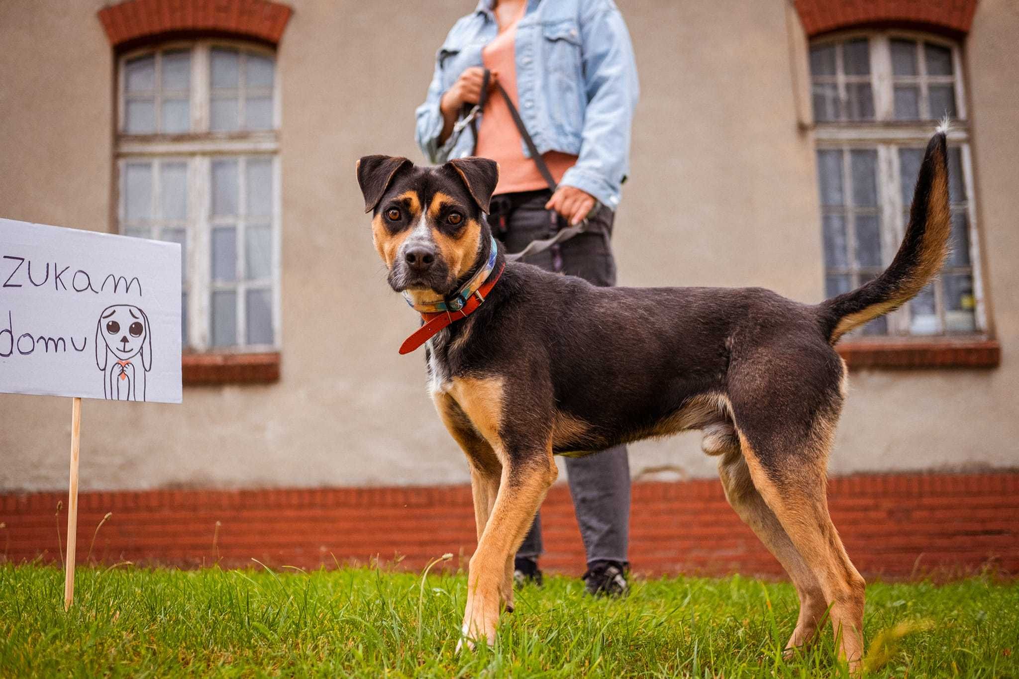 psiak Czesio do adopcji