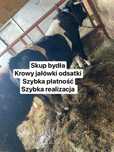 Byki krowy odsatki jałówki