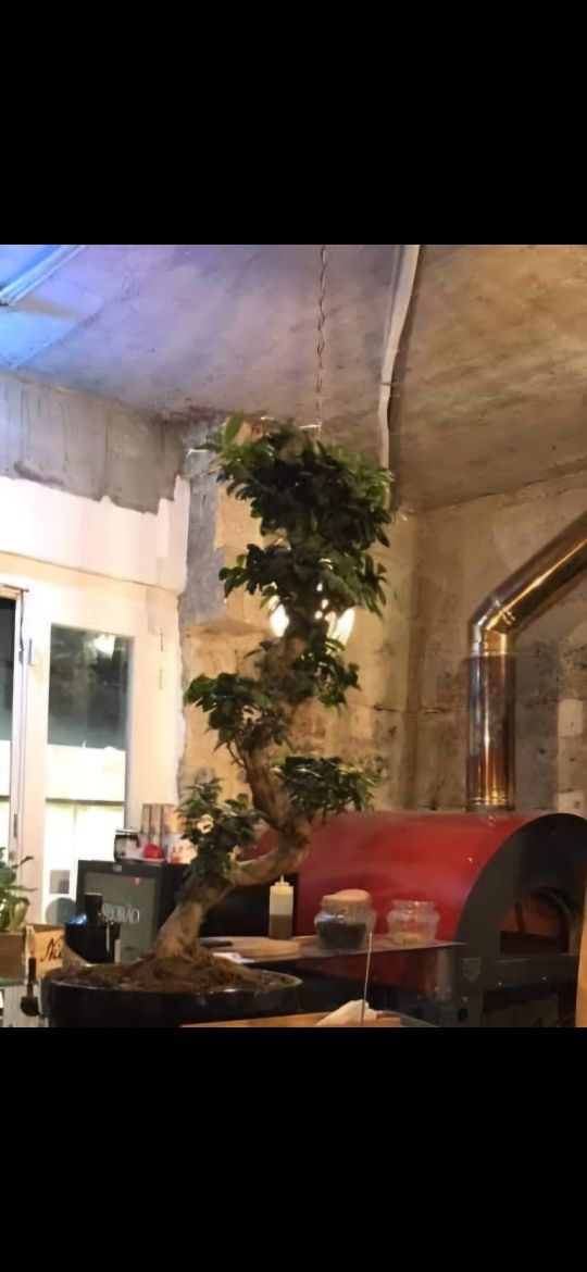 Pizzaria para trespasse