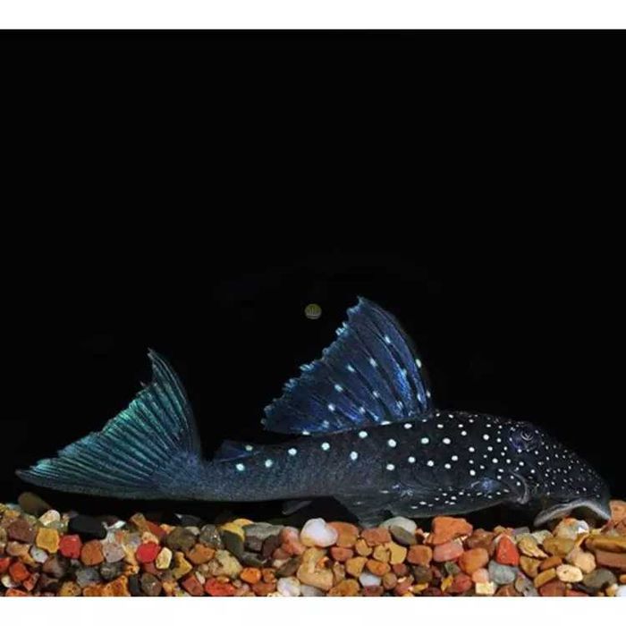 Rarytas Zbrojnik L 128 - (Blue Phantom Pleco). Cetarius