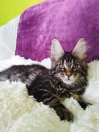 Śliczna koteczka Kylie rasy Maine coon