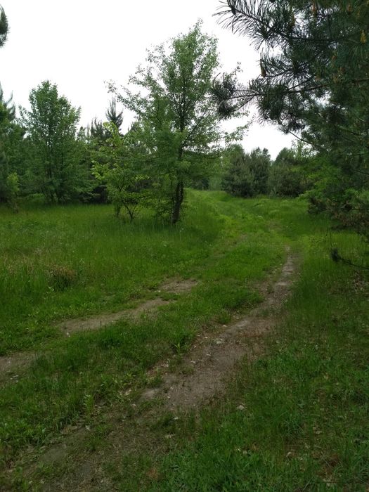 Продам 75 соток В ЛЕСУ под застройку. с Звонковое.