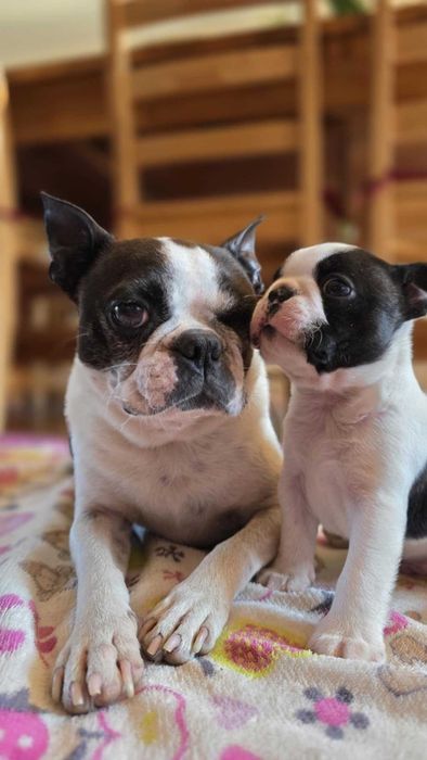 Boston Terrier piesek z rodowodem