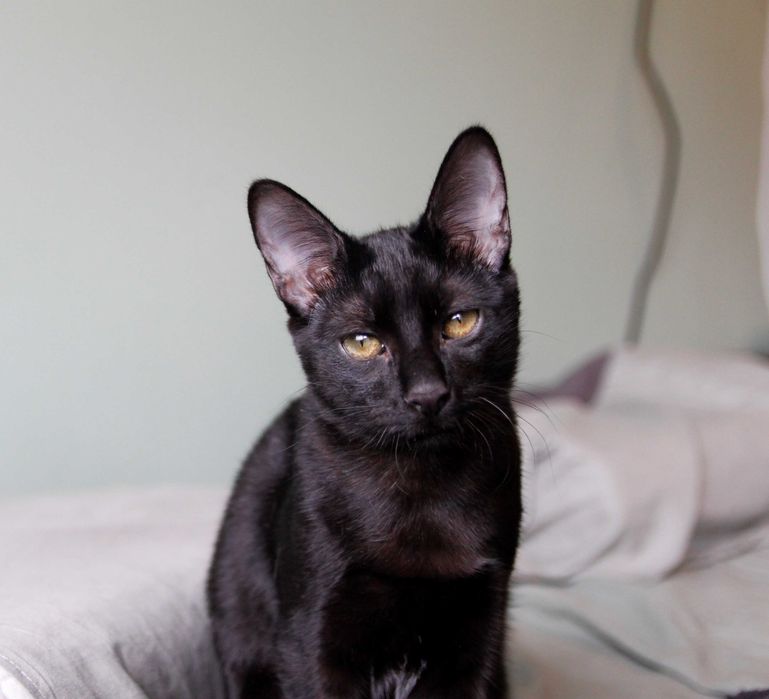 Gatinho para adoção BRAGA