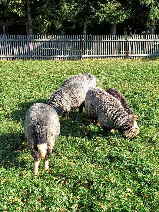 Sprzedam 4 owce i jagnię