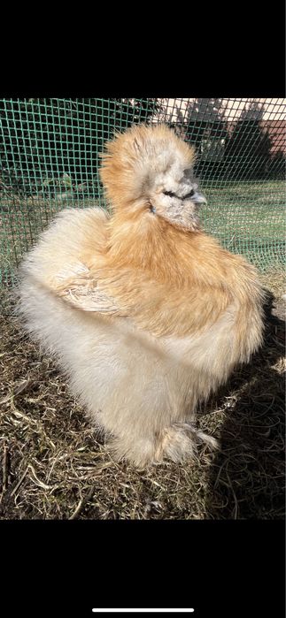 Dostepne 30  Jajka lęgowe silki usa piękne puchate kury silka