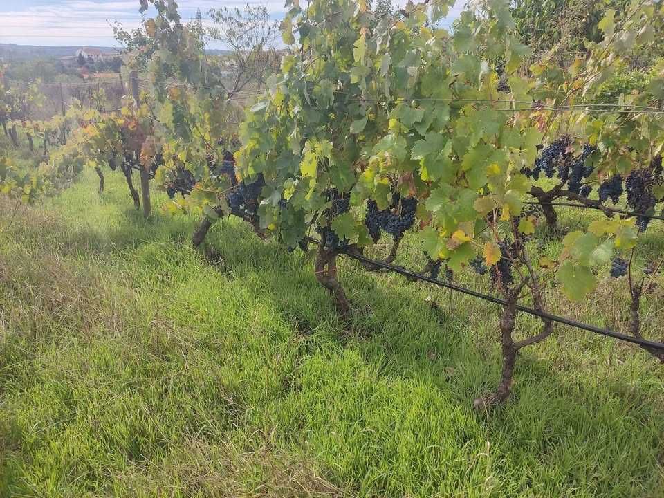 Uvas bio para vinho