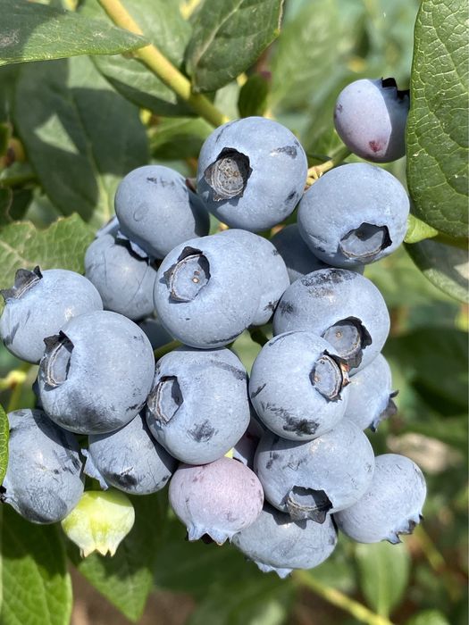 Актинідія аргута Женева Лохина Дюк саджанці