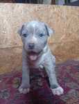 Amstaff lilac merle, Bandog kennel