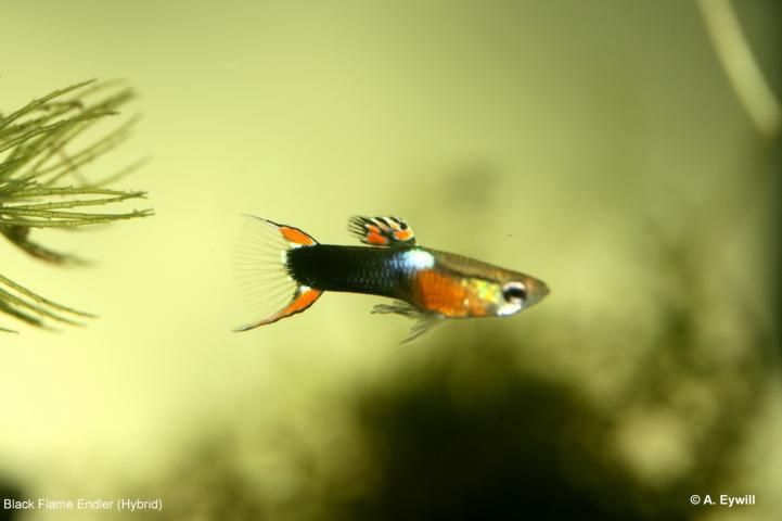 Endler  Black flame
