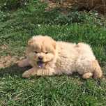 Chow chow piękny miś z rodowodem