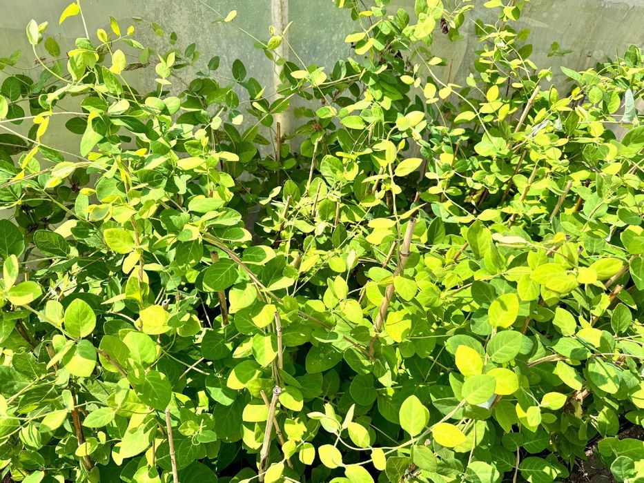 Wiciokrzew Tellmana Pachnące Kwiaty (Lonicera tellmanniana) 2.0L