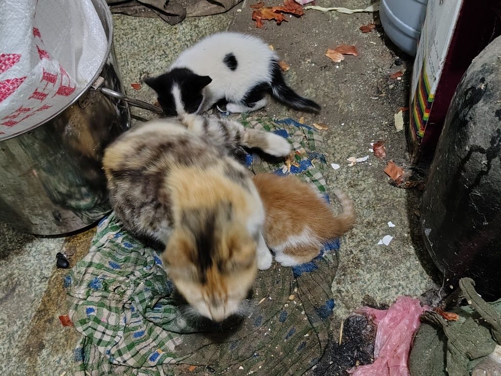Кошечки бесплатно