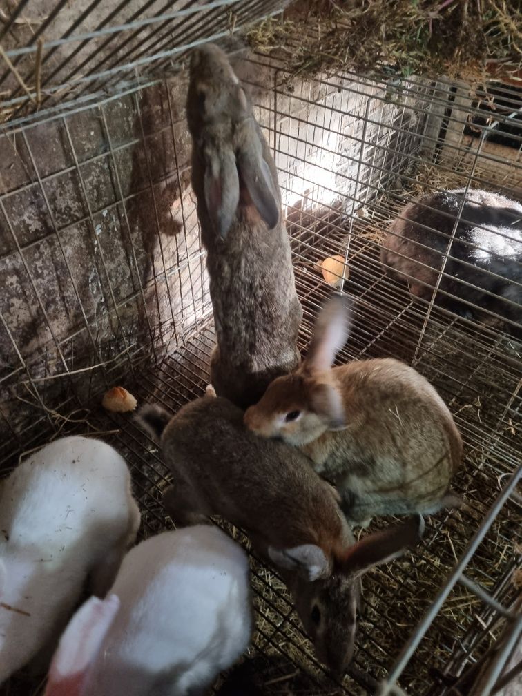 Coelhos caseiros