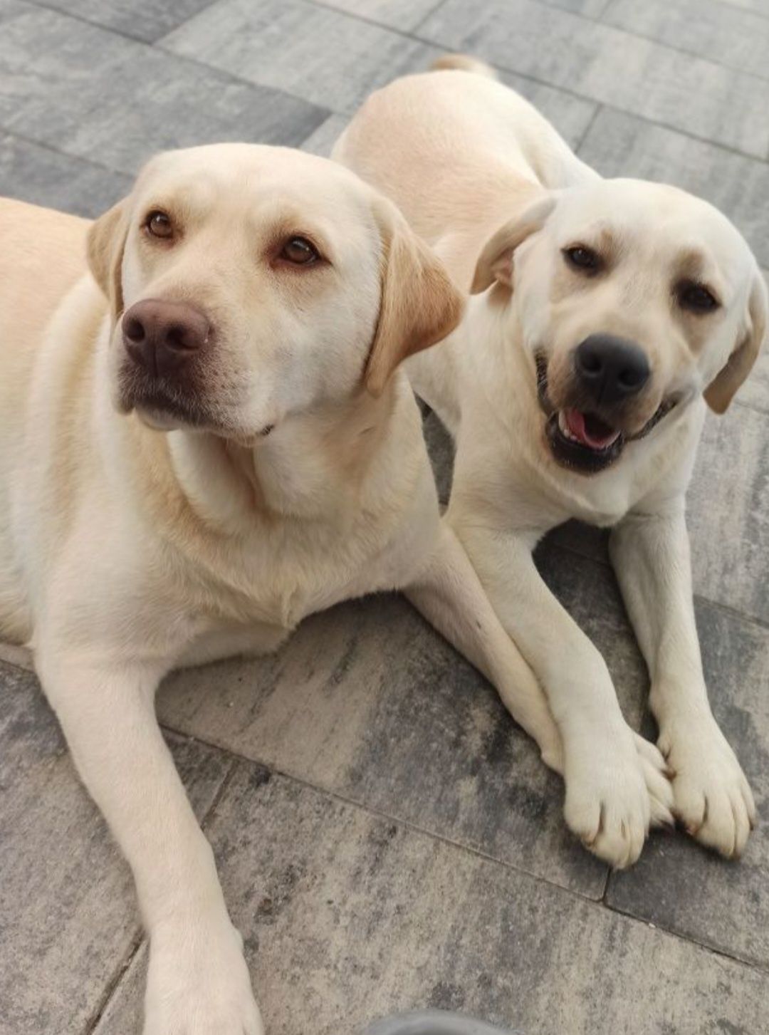 Labrador Retriever szczenie biszkopcik po ojcu z pochodzenia FCI