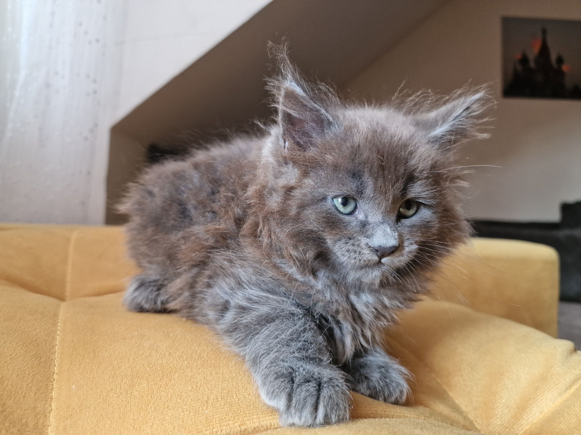 Maine coon dziewczynka Didi