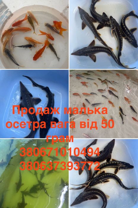 Мальок, риба, зарибок, гібрид осетра, карпи кої