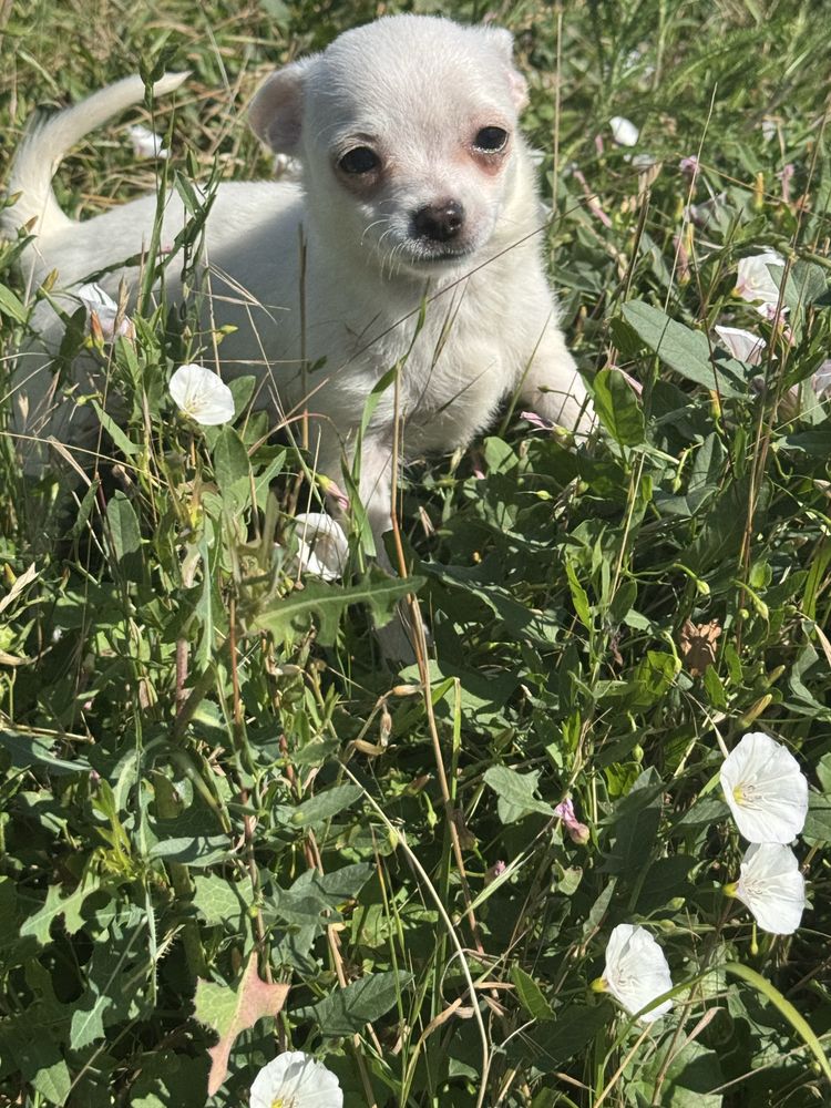 chihuahua piesek
