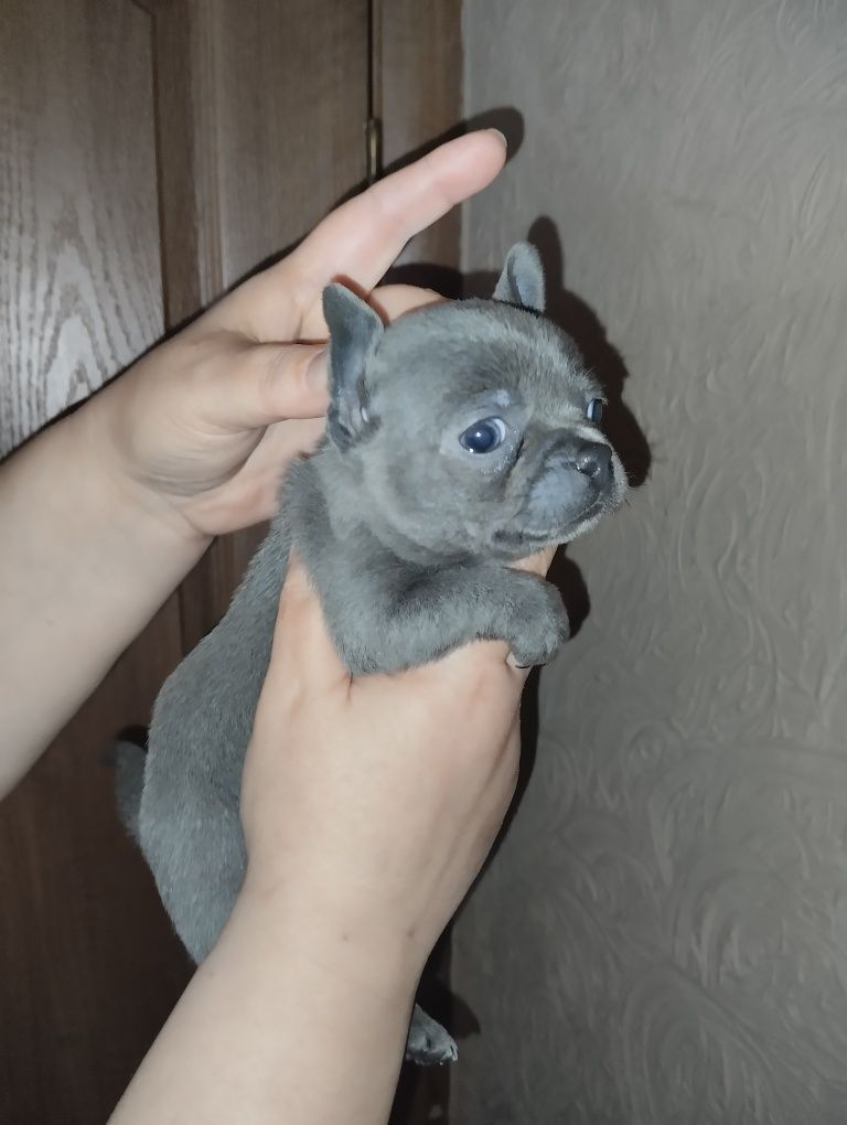 Хлопчик міні стандарт