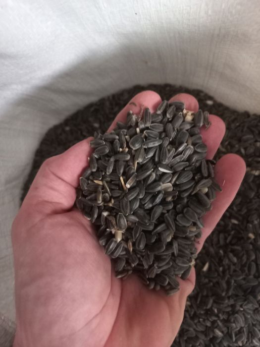 Słonecznik gorczyca