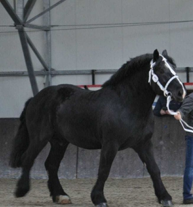 Dwa ogiery zimnokrwiste sztumskie