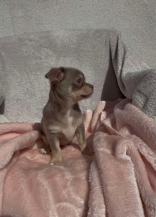 Chihuahua piękny piesek lilac tan z białymi znaczeniami