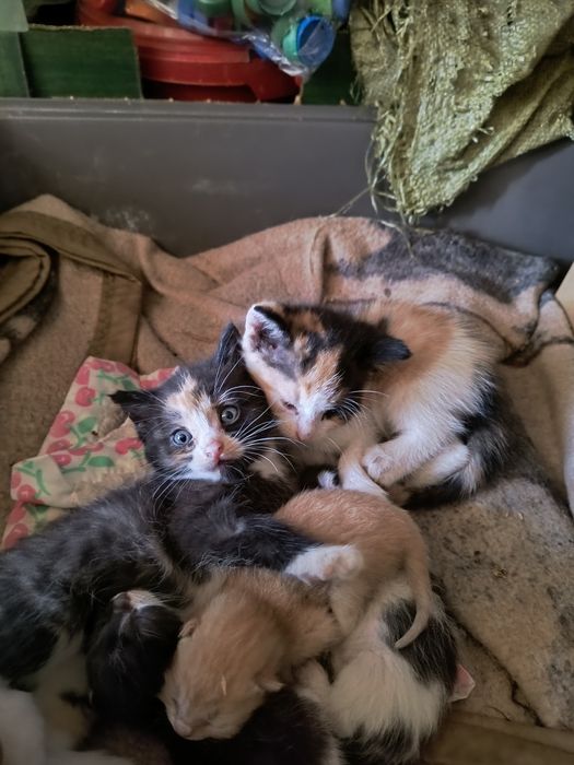 Oddam kotki Tyśmienica