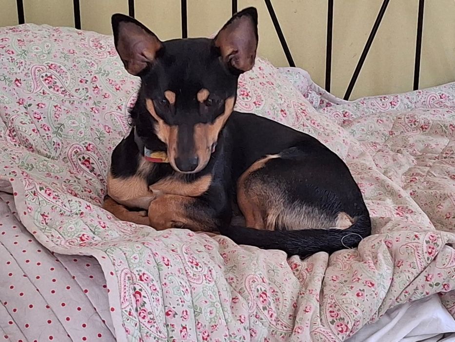 Gacek w typie pinczera szuka domu