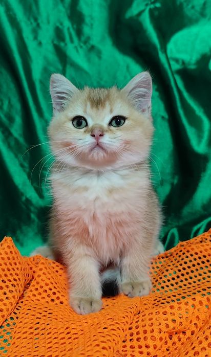 Шотландская золотая шиншилла прямоухие вислоухие мальчик девочка