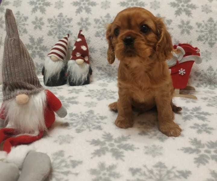 Cavalier King Charles Ruby